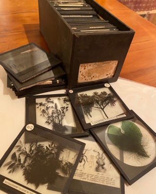 Plants and animals glass slides