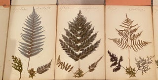 New Zealand Ferns, mounted and botanically named by Mrs. C C Armstrong, Dunedin.