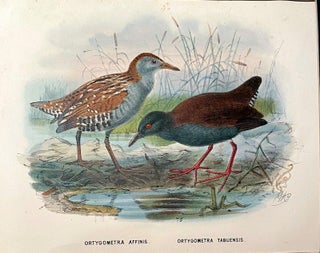 Item #019771 Swamp Rails from Buller's Birds. Johannes Keulemans