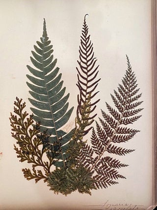 Item #019955 Album of pressed New Zealand ferns. Stanhope Worsley