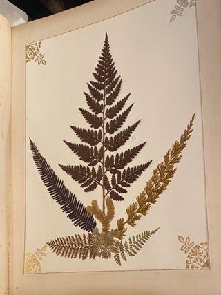 Item #020269 New Zealand Ferns. specimins