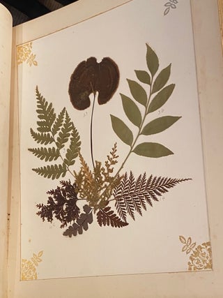 New Zealand Ferns