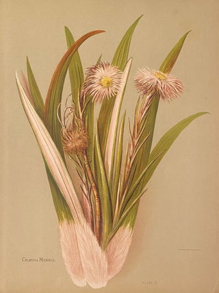 Item #020355 The Native Flowers of New Zealand Illustrated in colours in the best style of...