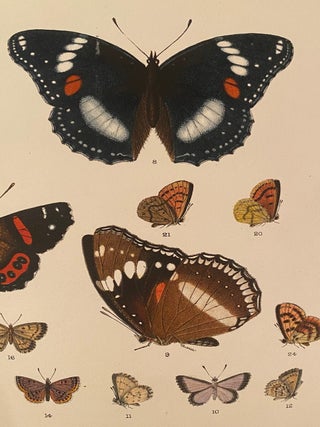 Item #020478 New Zealand Moths and Butterflies (macro-lepidoptera). G. V. HUDSON