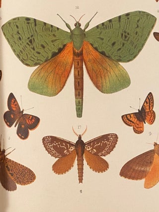 New Zealand Moths and Butterflies (macro-lepidoptera)