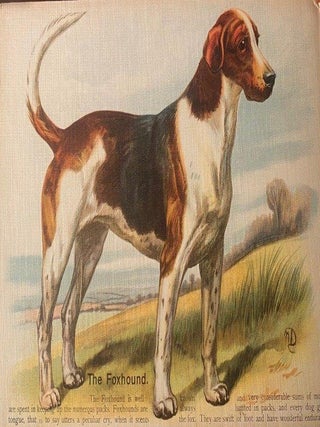 Our Dogs